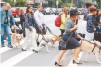 Not�cia: �Descri��o da imagem: fotografia onde se v� oito pessoas atravessando uma rua, na faixa de pedestres, cada uma segurando a coleira de um c�o. Ao fundo � poss�vel ver a avenida movimentada, com v�rios autom�veis, sinais de tr�nsito, outras placas, e �rvores. Fim da descri��o.
