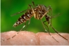 Not�cia: �Zika poder� infectar 93 milh�es de pessoas em 3 anos�. Descri��o da imagem: fotografia onde se v� a imagem de um mosquito, que, por estar muito ampliada, permite observar todos os detalhes do inseto, incluindo suas patas listradas em branco e preto. Ele est� pousado sobre uma superf�cie de pele humana, provavelmente um dedo. O fundo da imagem � todo verde e fora de foco. Fim da descri��o.