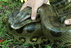 Conhe�a a nova mascote do Instituto Vital Brazil e sugira um nome para a serpente