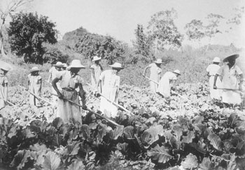 Trabalho agr&iacute;cola