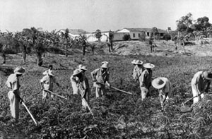 C&ocirc;lonia agr&iacute;cola